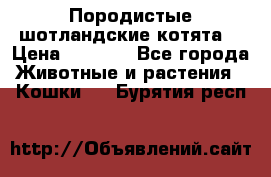 Породистые шотландские котята. › Цена ­ 5 000 - Все города Животные и растения » Кошки   . Бурятия респ.